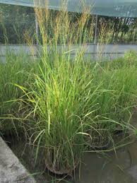 Image result for Oryza longistaminata