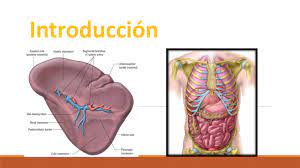 The spleen is an organ found in all vertebrates. Calameo Bazo