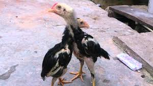Cara membuat kandang ayam bangkok.jpg. Peternakan Ayam Bangkok Kediri Jawa Timur Tentang Kolam Kandang Ternak