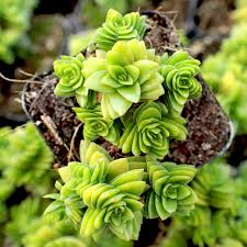 Image result for Crassula alsinoides
