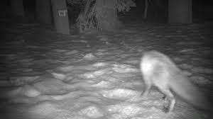 Find gifs with the latest and newest hashtags! Category Bobcat Cascadia Wild