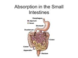 Absorption In The Small Intestines Ib Assessment Statement H 3 1 Draw And Label A Diagram Showing A Transverse Section Of The Ileum As Seen Under A Light Ppt Download Be sure and make measure absorption in the small intestines ib
