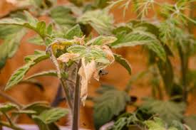 Calcium deficiency is a plant disorder that is caused by insufficient calcium levels in tomato plants. Why Are My Tomato Leaves Turning Yellow Hgtv