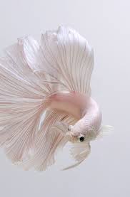 Tumblr Is A Place To Express Yourself Discover Yourself And Bond Over The Stuff You Love It S Where Your Interests Connect You Pet Fish Betta Fish Cute Fish