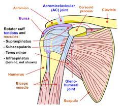 The clavicle (collarbone), the scapula (shoulder blade), and the humerus (upper arm bone) as well as muscles, ligaments and tendons. Shoulder Problem Wikipedia