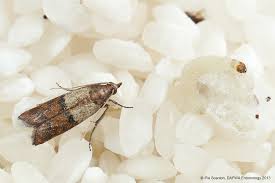 I have been overrun by an infestation of tiny bugs in the rice bags. Stored Food Insects Agriculture And Food