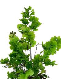 Image result for Adiantum comorense