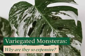 Check spelling or type a new query. Variegated Monstera Why Are They So Expensive Bloomsprouts