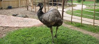Emu synonyms, emu pronunciation, emu translation, english dictionary definition of emu. Peoria Zoo Emu Peoria Zoo