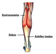 Otot Betis Calf Otot Tubuh Kaki