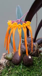 By sue jones | jun 15, 2019 | other genera. Orchideen Bulbophyllum Thaiorum Thailand Vietnam Dennisharper Lnf Blumen Malen Seltsame Blumen Ungewohnliche Blumen Einzigartige Blumen