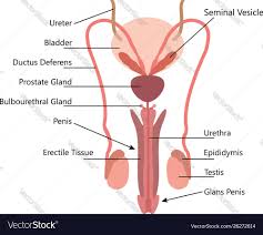 Human anatomy diagrams and atlas. Male Reproductive Anatomy Diagram Anatomy Drawing Diagram