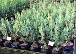 For a deeper hedge, plant the young trees in a triangular pattern, each tree 5 to 7 feet from the two nearest trees. Leylandi Ciprus Elado Aktiv Kinal Taksony 990 Ft Agroinform Hu
