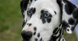 Black And White Spotted Dog With Blue Eyes Pin By Marie Martinez On Dalmatian Cute Names For Dogs Best Dog Names Dog Names