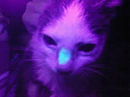 Ringworm breakouts usually happen on the head, ears and front paws, although they can affect his whole body. How To Treat My Cat S Ringworm When I Have No Idea Where It Is Quora