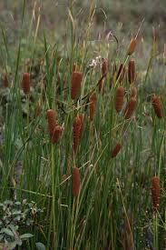 Image result for Typhaceae