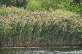 Image result for Phragmites