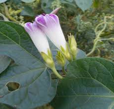 Image result for Ipomoea prismatosyphon