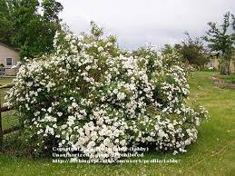 This rose was discovered (not bred) by mike darlow of eugene, or in 1993 and returned to commerce around 1995 by heirloom roses, inc. Photo Of The Entire Plant Of Rose Rosa Darlow S Enigma Posted By Tabby Garden Org