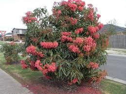Dwarf flowering gum trees for sale. Australian And New Zealand Gardening Seachanger Picture Euky Dwarf Native Garden Australian Native Plants Australian Native Garden