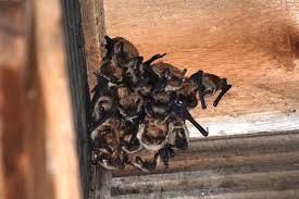 Maybe you would like to learn more about one of these? The Right Time Of Year For Bat Exclusion Modern Pest