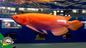152 ads for fish tanks in adopt a pet fish in western cape. Arowana Fish World Championship Cips 2018 Aquarium Co Op Youtube