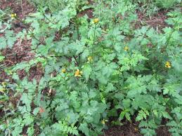 Image result for Bidens flagellata