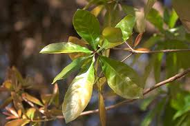 Image result for Lecythidaceae