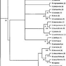 Image result for Urochloa platynota