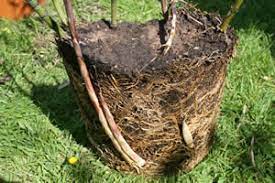 How to divide bamboo to get more. Dividing Container Bamboo To Propagate Or Sell
