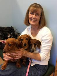 Get a boxer, husky standard wire dachshund puppies are 12 weeks and available now. Puppy Mill Dachshunds Happy Ending Sicsa