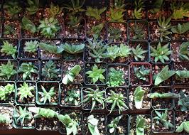 Top Ten Low Light Terrarium Plants Terrarium Plants Plants Houseplants Low Light