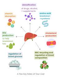 Image result for Liver Function Test