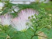 Image result for Albizia schimperiana