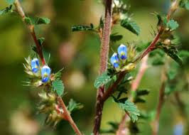 Image result for Kotschya