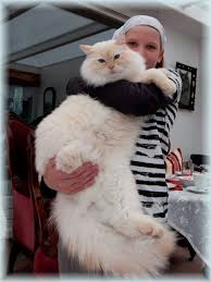 Giant Ragdoll Cats Google Search Catsbreedsragdoll Ragdoll Cat Cats Ragdoll Cat Breed