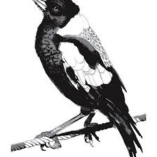 Australian Bird With Black Head And White Body Magpie Black And White With Images Black And White Black And White Illustration