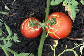 When planting crops in a hanging basket, it is crucial to know the temperatures that they thrive in. Fruits And Vegetables You Can Grow In A Hanging Basket Southern Living