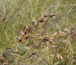 Image result for Scleria welwitschii