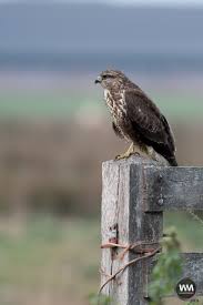Microsoft heeft afgelopen week bekend gemaakt dat ze de adviesprijzen van windows vista wereldwijd drastisch verlaagt. Buizerd Wmnatuurfotografiewm Natuurfotografie