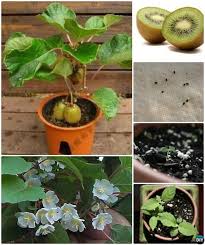 Grow Your Own Fruit Trees From Seeds And Kitchen Scrapes Plants Fruit Garden Growing Vegetables