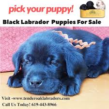 Find the perfect puppy for sale in los angeles, california at next day pets. Labrador Puppies For Sale In Southern California Craigslist Bmo Show