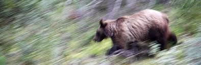 Do the grizzlies have one more road upset in them? Bring Back The Bears