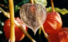We did not find results for: How To Harvest Chinese Lantern Seeds Miss Chen Garden Manage Gfinger Is The Best Garden Manage App