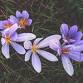 Anthony Goode -  'Crocus through the seasons' event image
