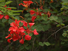 Image result for Bauhinia galpinii