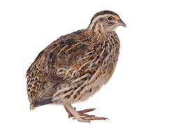 Image result for quail