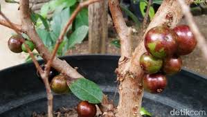 Check spelling or type a new query. Pemuda Ponorogo Budidaya Anggur Yang Berbuah Di Batang Penasaran
