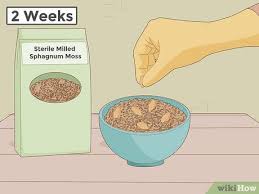 How To Plant Cherry Seeds With Pictures Wikihow