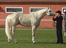 American Quarter Horse Wikipedia